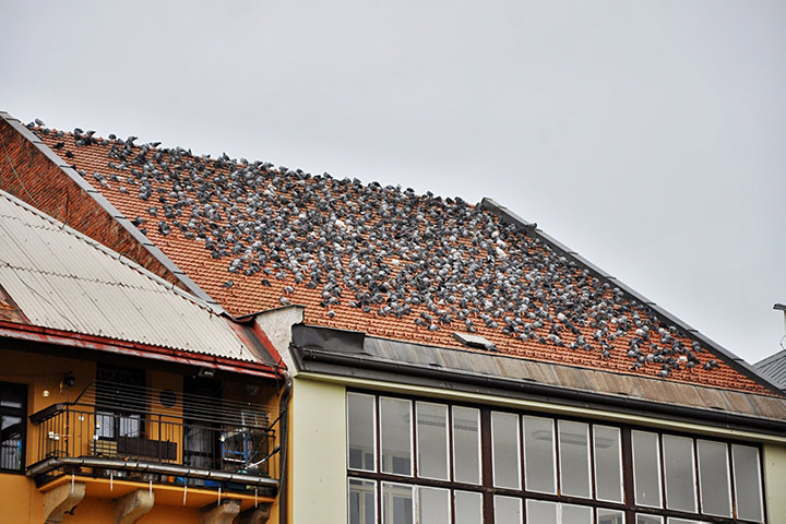 A2B Pest Control are able to install spikes to deter birds from roofs in Morden. 
