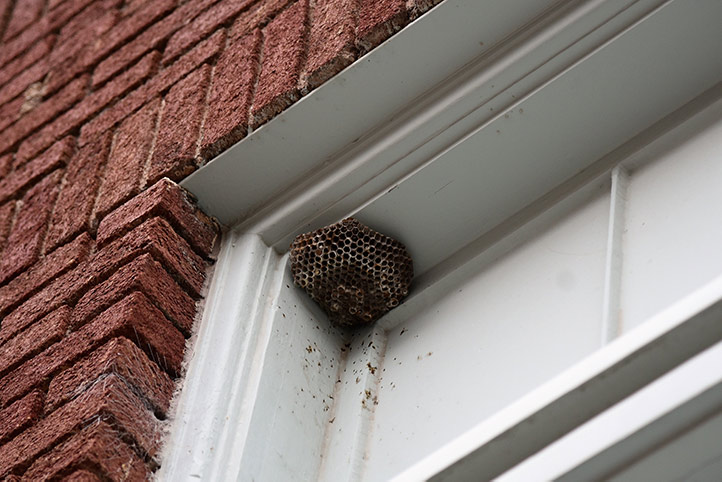 We provide a wasp nest removal service for domestic and commercial properties in Morden.